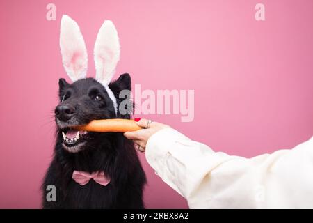 Donna che dà una carota a un cane vestito da carino coniglietto. Concetto di Pasqua. Cane che indossa orecchie di coniglio e una cravatta rosa. Foto Stock
