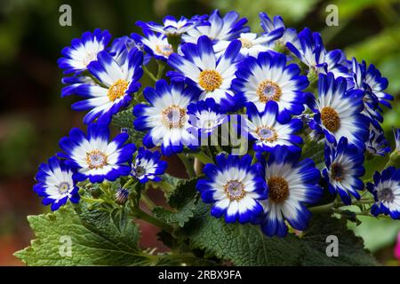 Pericallis Hybrid, Pericallis, stabilimento di Cineraria «Senetti Blue Bicolor» in fiore Foto Stock