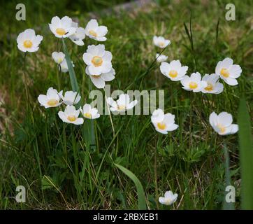 SNOWDROP WINDFLOWER Anemonoides Sylvestris Foto Stock