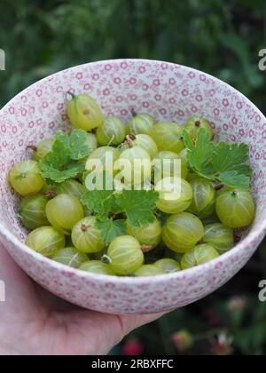 Ritratto di una ciotola di ceramica Burleigh con uva spina fresca in una mano all'aperto in giardino Foto Stock