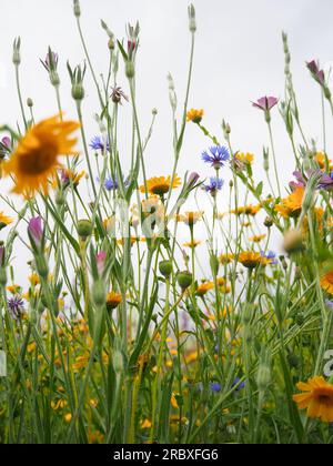 Guardando in alto gli steli e le teste di fiori di calendule di mais e fiori di mais in erba alta in un prato di fiori selvatici a giugno nella campagna britannica Foto Stock