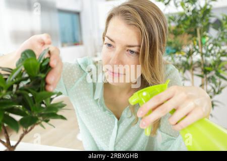 la donna spruzza acqua sull'albero bonsai Foto Stock