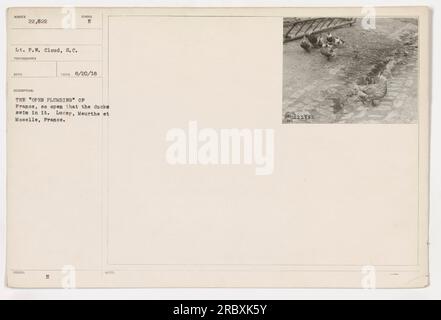 Soldati e abitanti del villaggio a Lucey, Meurthe e Mosella, in Francia, si radunano intorno a una trincea fangosa piena d'acqua. La trincea è chiamata scherzosamente "idraulica aperta" a causa della sua costante allagamento. Le anatre possono essere viste nuotare nell'acqua. Tenente P.W. Cloud of the Signal Corps scattò questa foto il 20 agosto 1918. (50 parole) Foto Stock