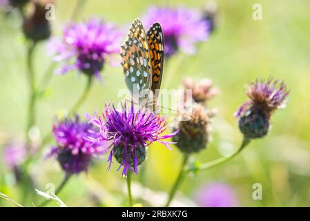 Parte inferiore di una farfalla fritillary verde scuro (Argynnis aglaja), imago adulto in estate Foto Stock