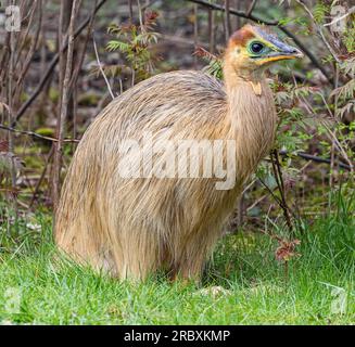 Vista ravvicinata di un cassowary del sud giovanile (casuarius casuarius) Foto Stock