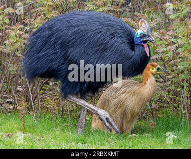 Vista ravvicinata di una femmina del casuarius casuarius (casuarius casuarius) con pulcino Foto Stock