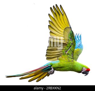 Vista ravvicinata di un Macaw militare volante (Ara militaris), isolato su sfondo bianco Foto Stock