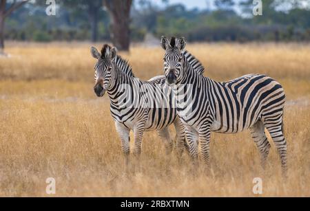 Chapman's Zebra nel Parco Nazionale di Hwange in Zimbabwe, Africa. Foto Stock