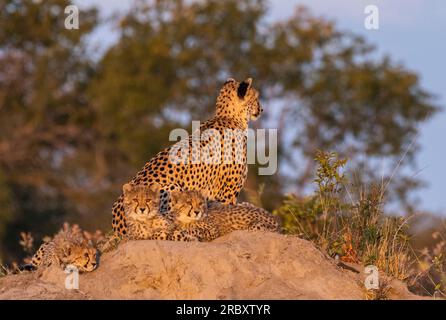 Cheetah nel Parco Nazionale di Hwange in Zimbabwe, Africa. Foto Stock