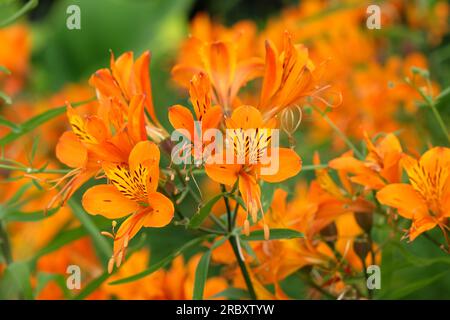 Giglio peruviano Alstroemeria "Re arancione" in fiore Foto Stock