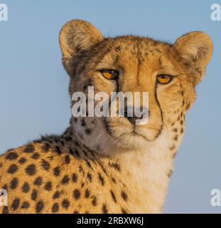 Cheetah nel Parco Nazionale di Hwange in Zimbabwe, Africa. Foto Stock