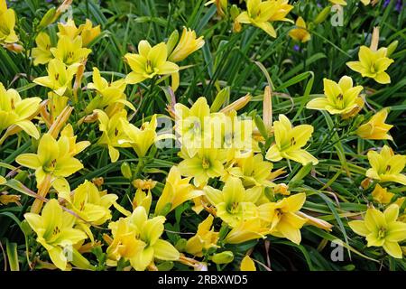 Hemerocallis ibrido diurno "Green Flutter" in fiore. Foto Stock