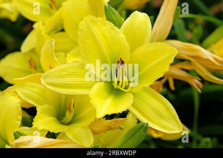 Hemerocallis ibrido diurno "Green Flutter" in fiore. Foto Stock