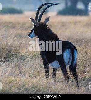 South Sable Antelope nel Parco Nazionale di Hwange nello Zimbabwe Africa. Foto Stock