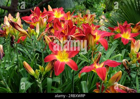 Hemerocallis ibrido diurno "All American Chief" in fiore. Foto Stock