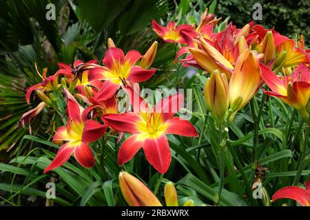 Hemerocallis ibrido diurno "All American Chief" in fiore. Foto Stock