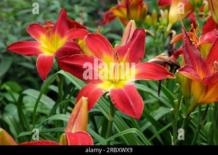 Hemerocallis ibrido diurno "All American Chief" in fiore. Foto Stock