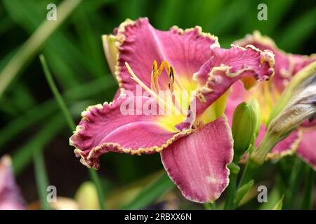 Hemerocallis ibrido diurno "lampone Eclipse" in fiore. Foto Stock