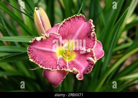 Hemerocallis ibrido diurno "lampone Eclipse" in fiore. Foto Stock