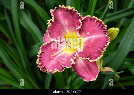 Hemerocallis ibrido diurno "lampone Eclipse" in fiore. Foto Stock