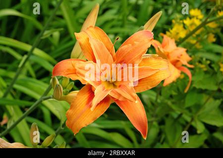 Hemerocallis fulva giorno 'Kwanso' in fiore. Foto Stock