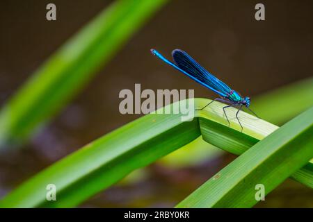 Una damigella dalle ali larghe, femmina (Calopteryx splendens, Calopterygidae) si trova su un ramo tra i boschetti dello stagno. Baltico orientale Foto Stock