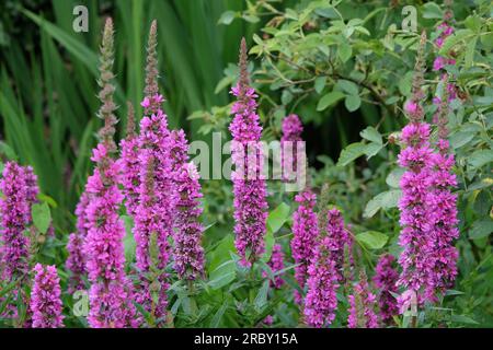 Loosestrife viola con picchi in fiore. Foto Stock