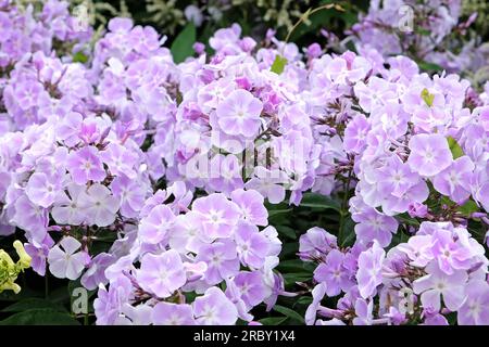 Viola pallido Garden phlox "Violetta Gloriosa" in fiore. Foto Stock