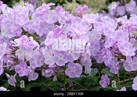 Viola pallido Garden phlox "Violetta Gloriosa" in fiore. Foto Stock