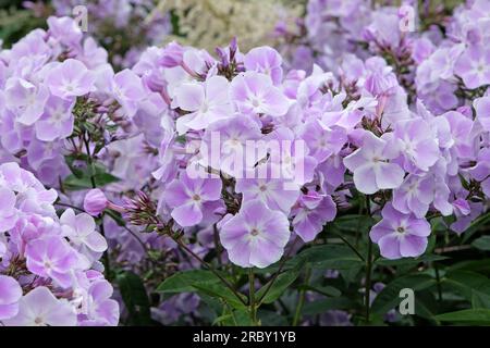 Viola pallido Garden phlox "Violetta Gloriosa" in fiore. Foto Stock
