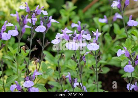 Salvia "so Cool pale Blue" in fiore. Foto Stock