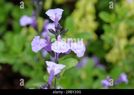 Salvia "so Cool pale Blue" in fiore. Foto Stock