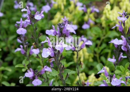 Salvia "so Cool pale Blue" in fiore. Foto Stock