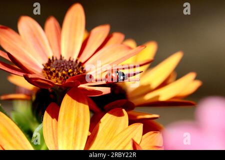 Ladybird sulle margherite Foto Stock