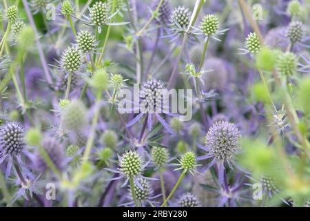 Eryngium Planum 'Blue Glitter' in fiore. Foto Stock