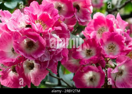 Rosa alpina o Rosa pendulina Foto Stock