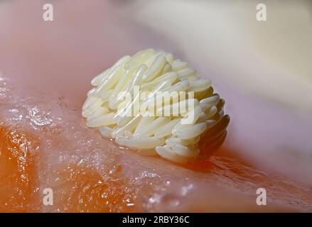 Uova di mosca gialle (Lucilia sericata) deposte su un pezzo di salmone Foto Stock