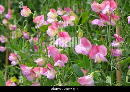 Lathyrus odoratus "ballerino spagnolo" in fiore. Foto Stock