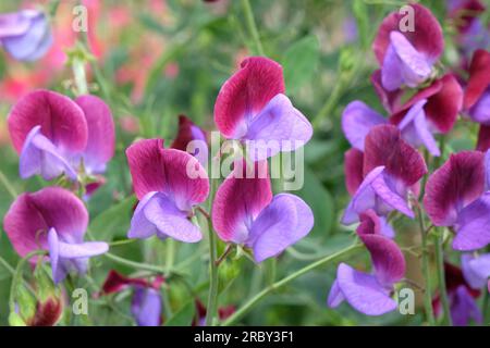 Lathyrus odoratus Cedric Morris in fiore. Foto Stock