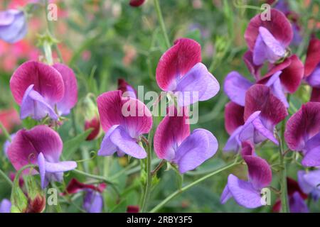 Lathyrus odoratus Cedric Morris in fiore. Foto Stock
