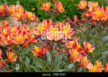 Luminosa Alstroemeria 'Estate Indiana' in fiore Foto Stock