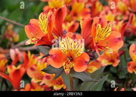 Luminosa Alstroemeria 'Estate Indiana' in fiore Foto Stock