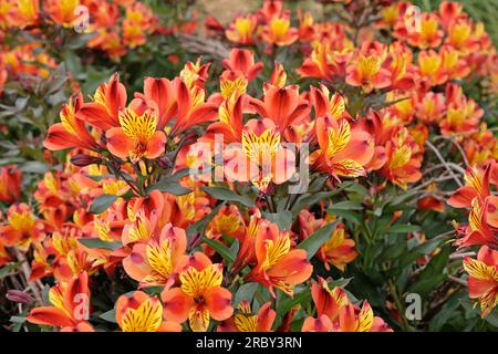 Luminosa Alstroemeria 'Estate Indiana' in fiore Foto Stock