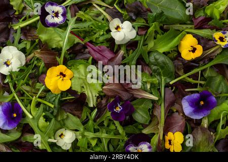 Mix fresco di insalate con fiori commestibili. Foto Stock