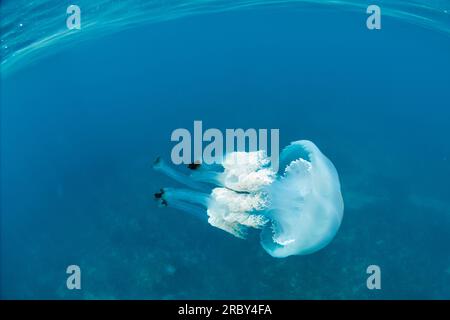 Meduse giganti a botte - rizostoma luteum Foto Stock