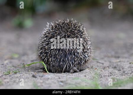 Vista posteriore del riccio europeo (Erinaceus europaeus) Norwich maggio 2023 Foto Stock