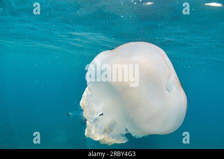 Meduse giganti a botte - rizostoma luteum Foto Stock