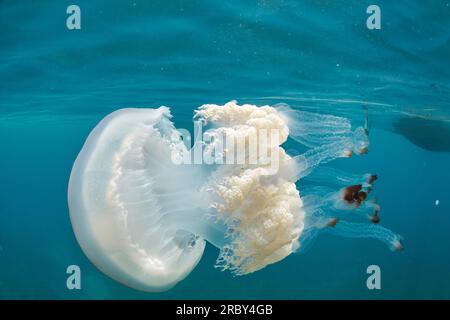 Meduse giganti a botte - rizostoma luteum Foto Stock