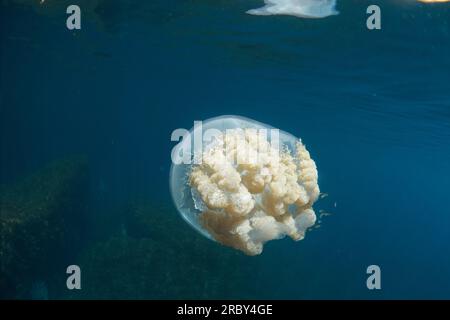 Meduse giganti a botte - rizostoma luteum Foto Stock