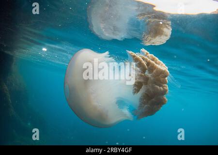 Meduse giganti a botte - rizostoma luteum Foto Stock